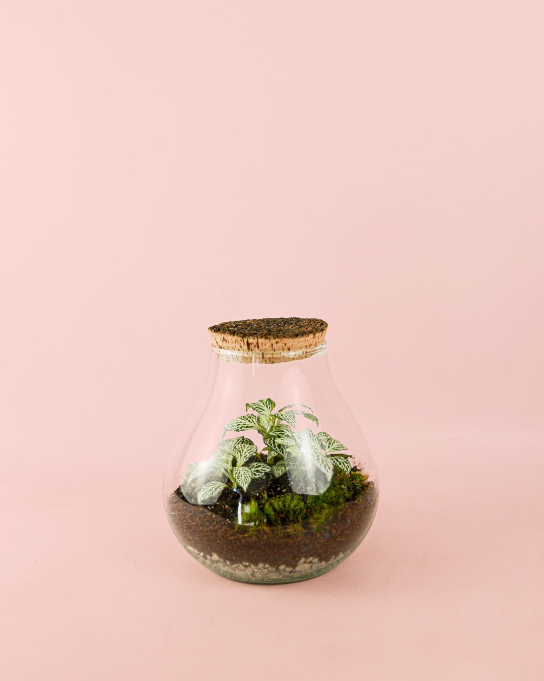 Terrario Valley – Fittonias Mix M - Pur Plant
