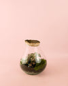 Terrario Valley – Fittonias Mix M - Pur Plant