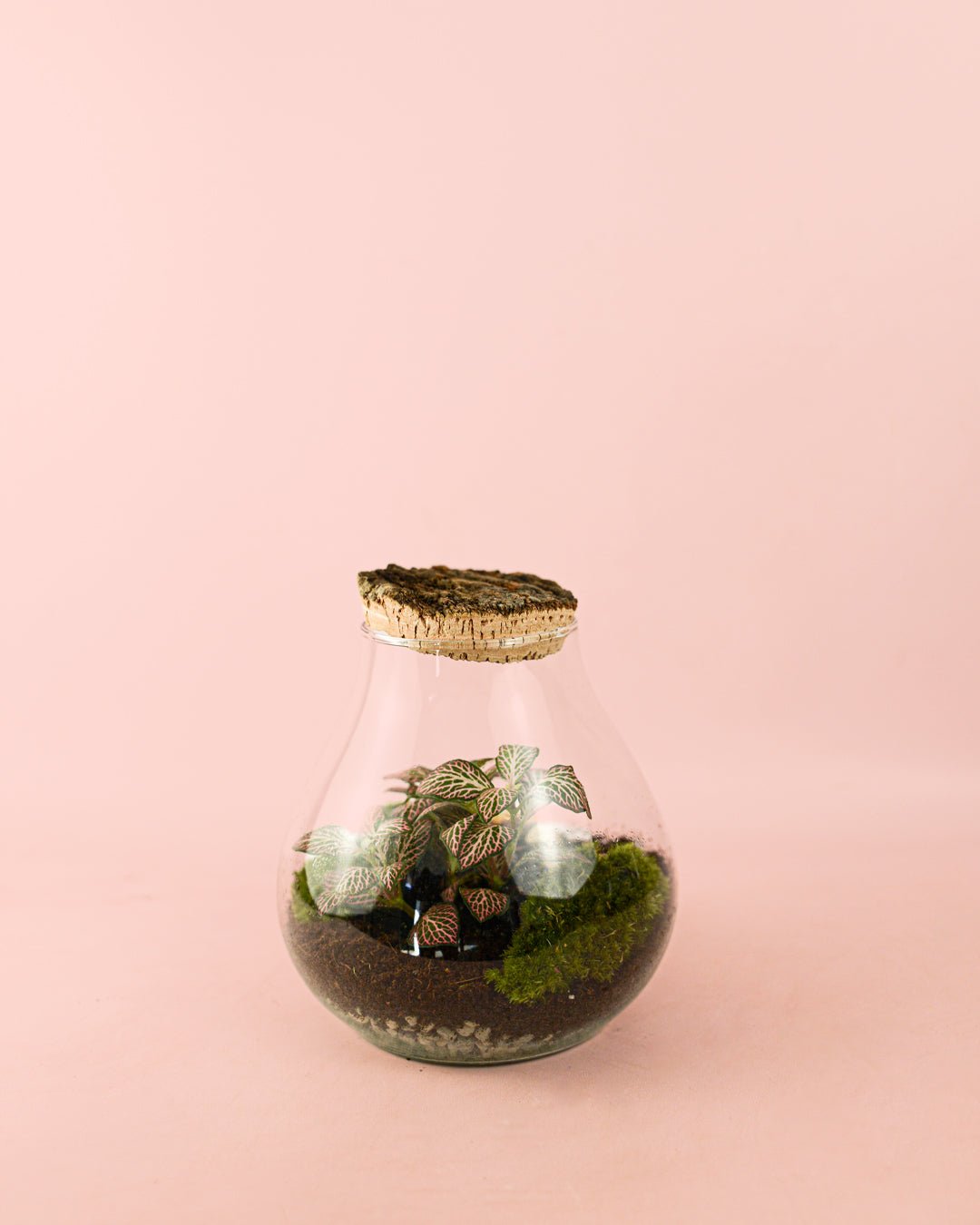 Terrario Valley – Fittonias Mix M - Pur Plant