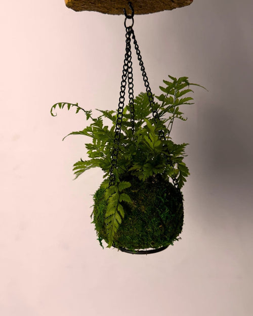 Terrario Vole – Kokodama L - Pur Plant