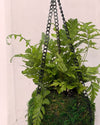 Terrario Vole – Kokodama L - Pur Plant