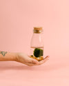 Terrario Wish – Marimo Ball Botella Mini - Pur Plant