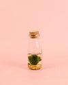 Terrario Wish – Marimo Ball Botella Mini - Pur Plant