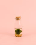 Terrario Wish – Marimo Ball Botella Mini
