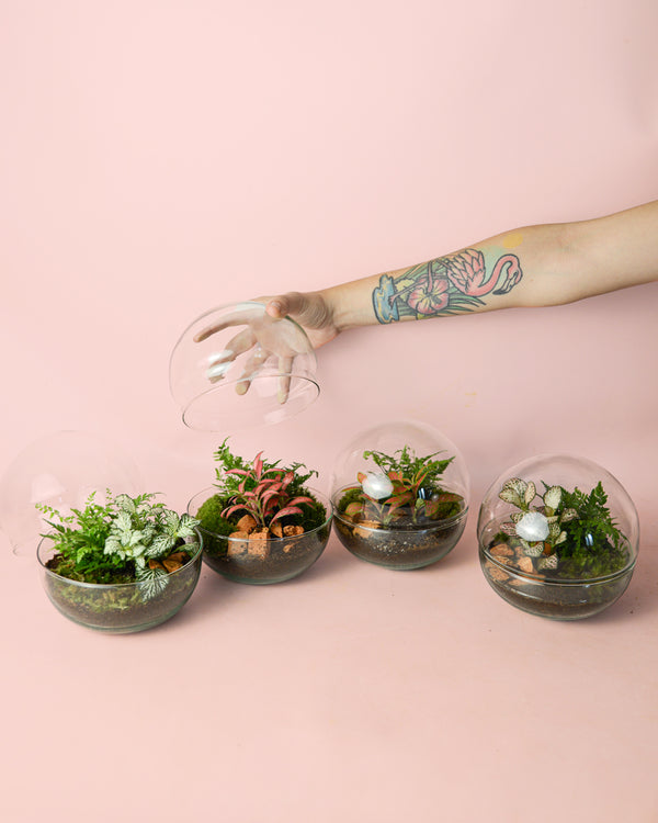 Tipos de Terrarios de Plantas
