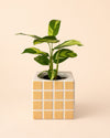 Tile – Mini Maceta Cerámica Naranja S 9 cm - Pur Plant