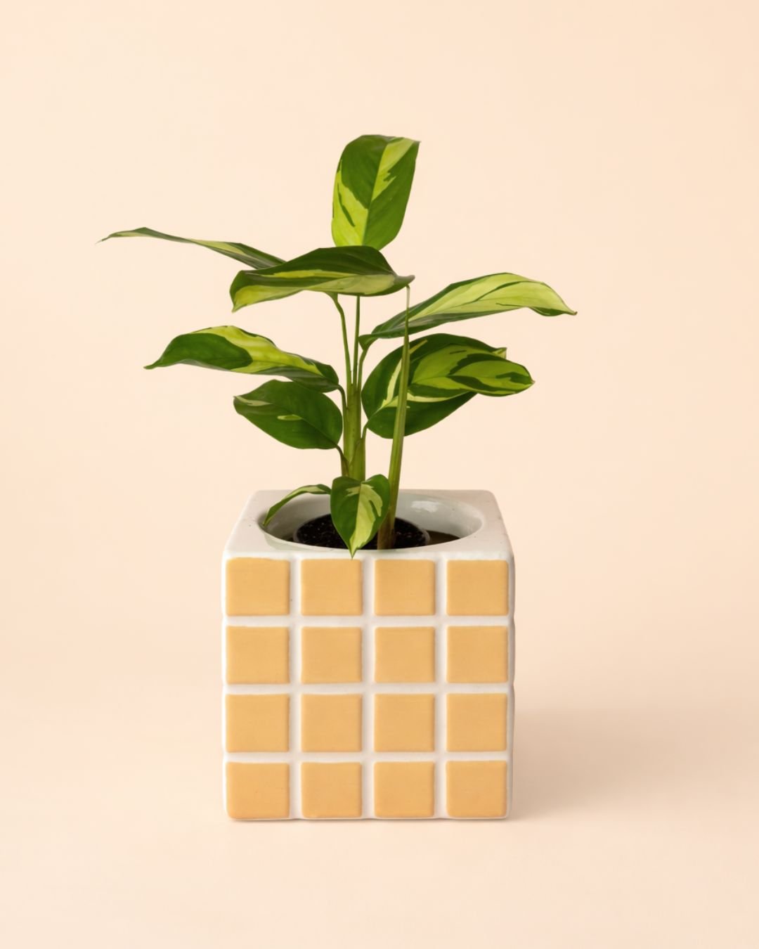 Tile – Mini Maceta Cerámica Naranja S 9 cm - Pur Plant