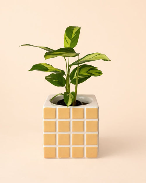 Tile – Mini Maceta Cerámica Naranja S 9 cm - Pur Plant