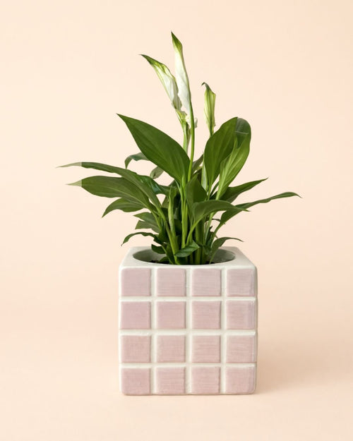 Tile – Mini Maceta Cerámica Rosa S 9 cm - Pur Plant