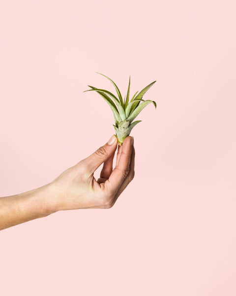 Tillandsia Capitata Mini