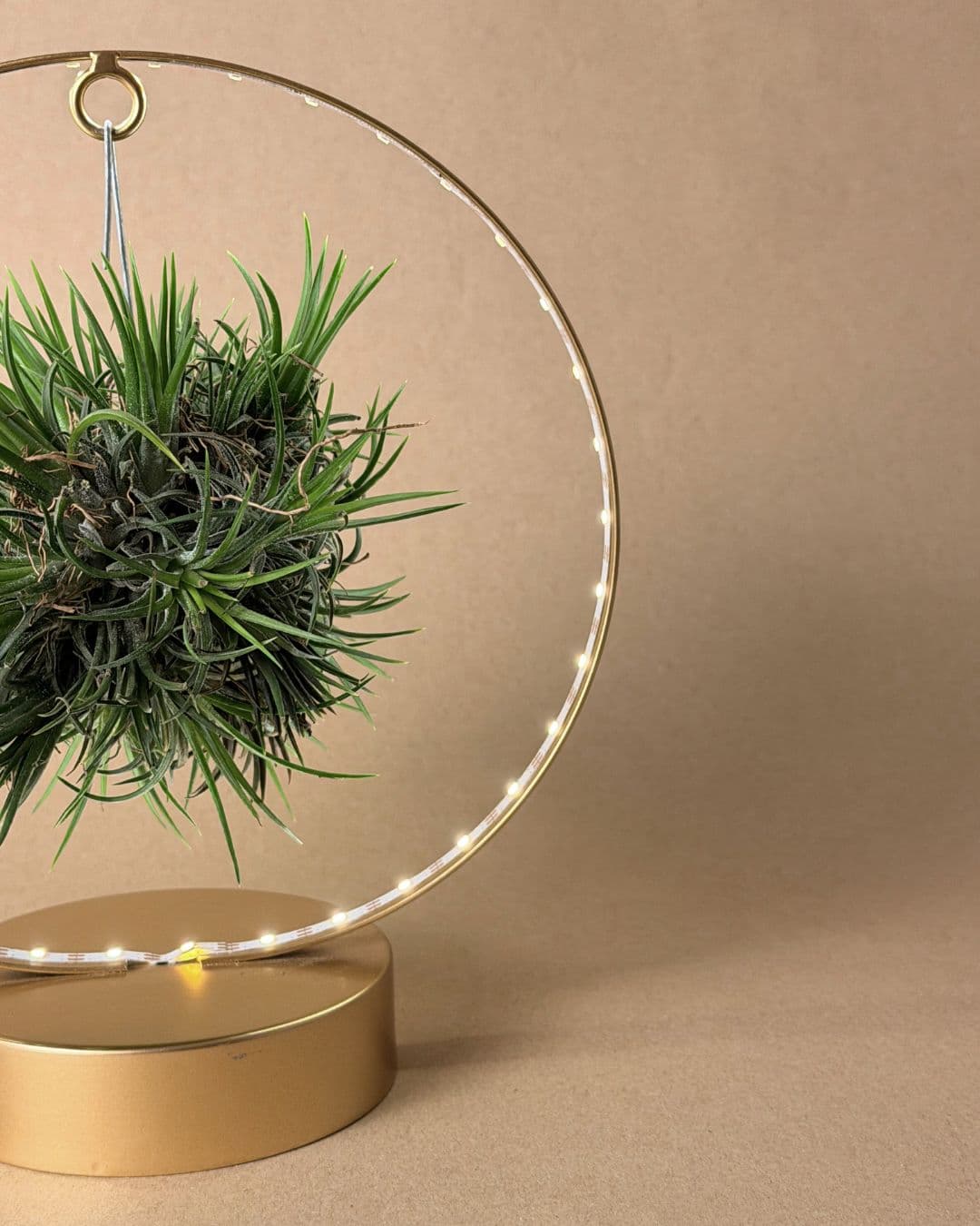 tillandsia en circulo de luz dorado detalle