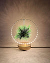 tillandsia en circulo de luz dorado luz