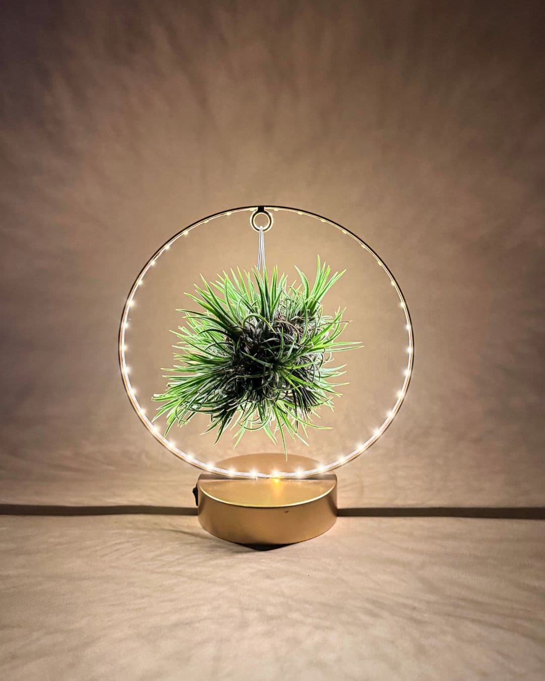 tillandsia en circulo de luz dorado luz