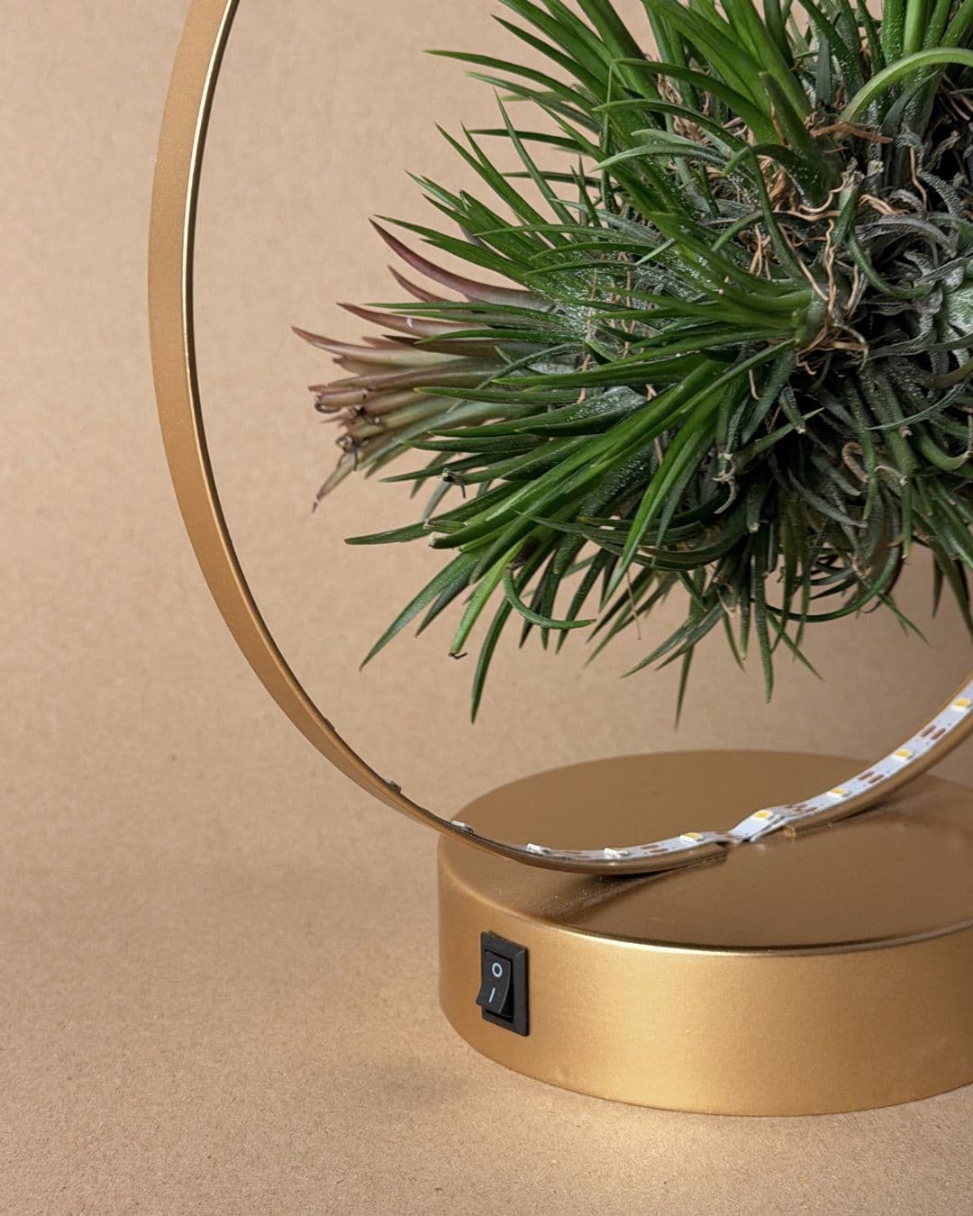 tillandsia en circulo de luz dorado planta