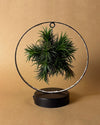 Tillandsia En Círculo De Luz – Negro