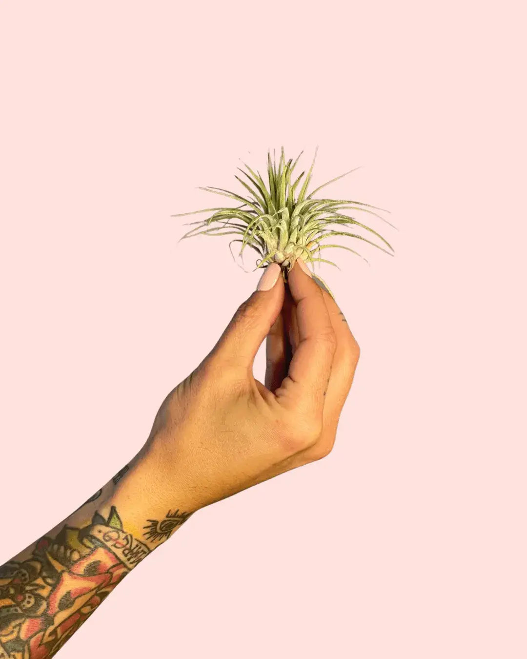 Cómo Cuidar Tillandsia Ionantha