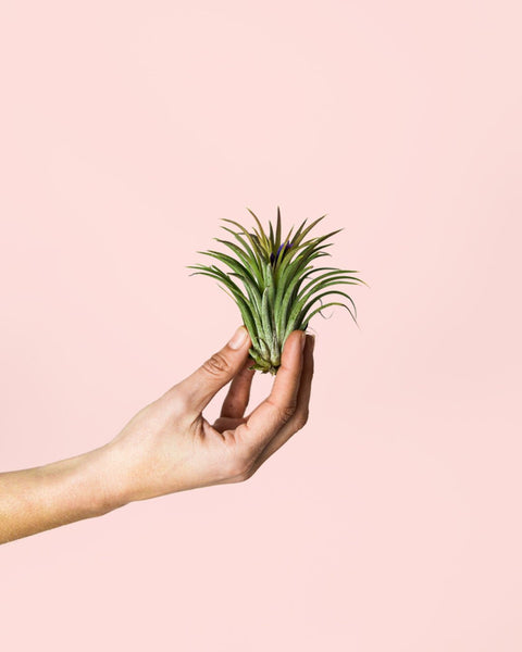 Tillandsia Ionantha