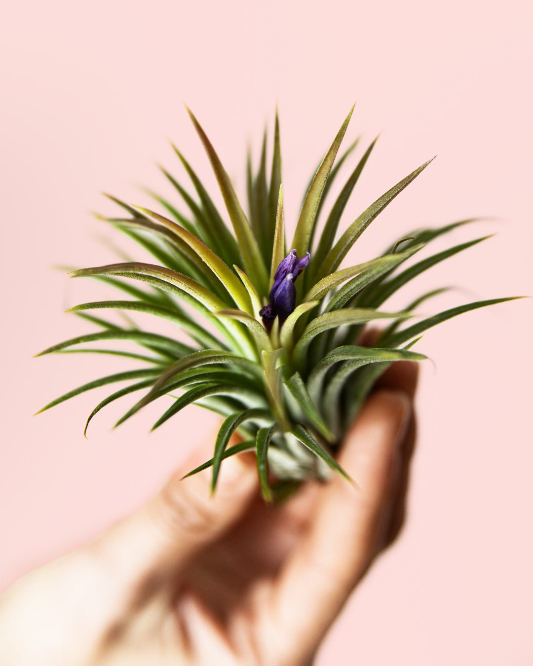 Tillandsia Ionantha - Pur Plant