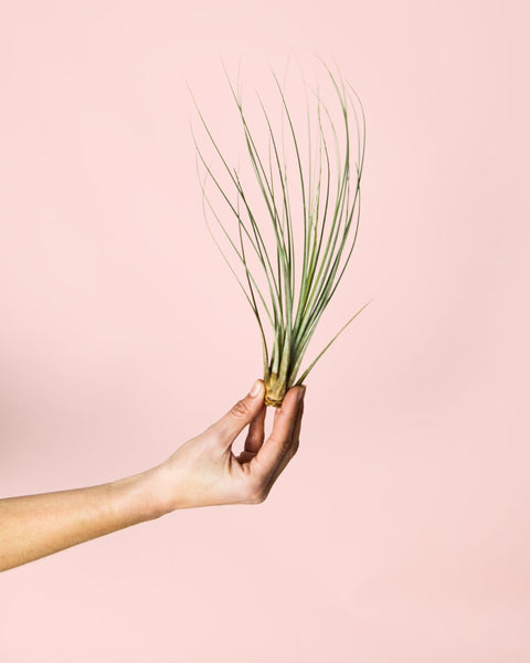 Tillandsia Juncea Mini