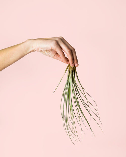 Tillandsia Juncea Mini - Pur Plant
