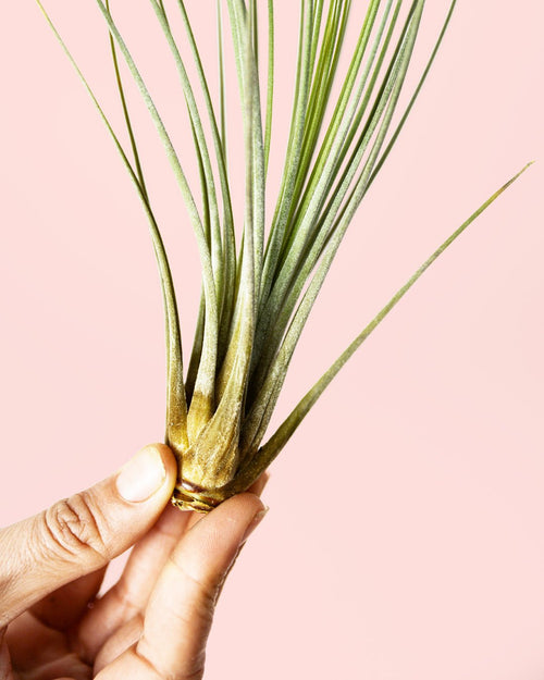 Tillandsia Juncea Mini - Pur Plant