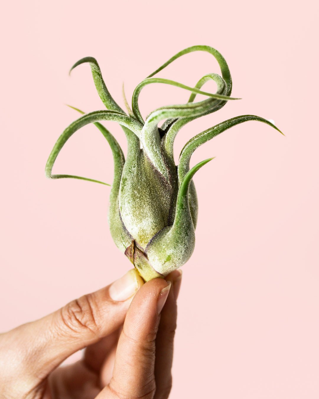 Tillandsia Medusa Mini - Pur Plant
