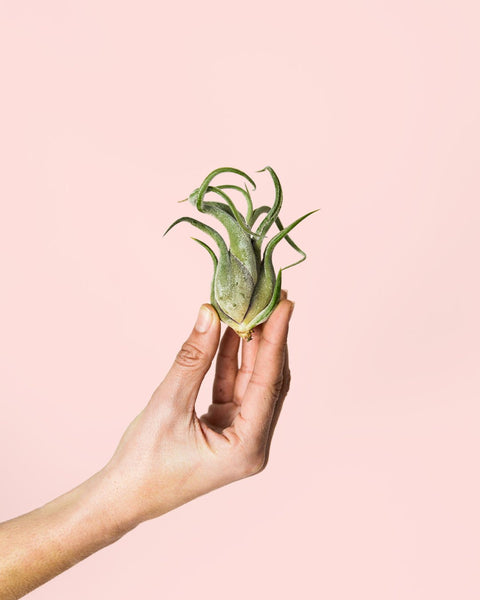 Tillandsia Medusa Mini