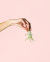 Tillandsia Multiflora Mini - Pur Plant