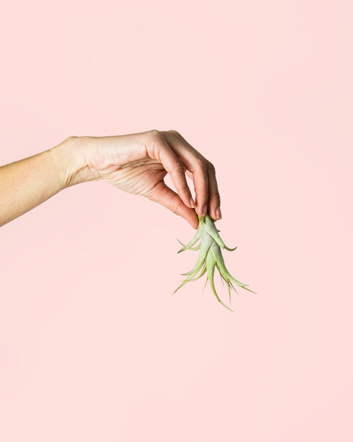 Tillandsia Multiflora Mini - Pur Plant