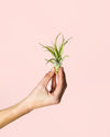Tillandsia Multiflora Mini - Pur Plant