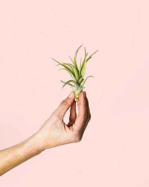 Tillandsia Multiflora Mini
