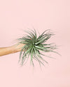 Tillandsia Super Silver - Pur Plant