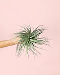 Tillandsia Super Silver