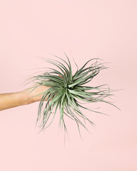 Tillandsia Super Silver