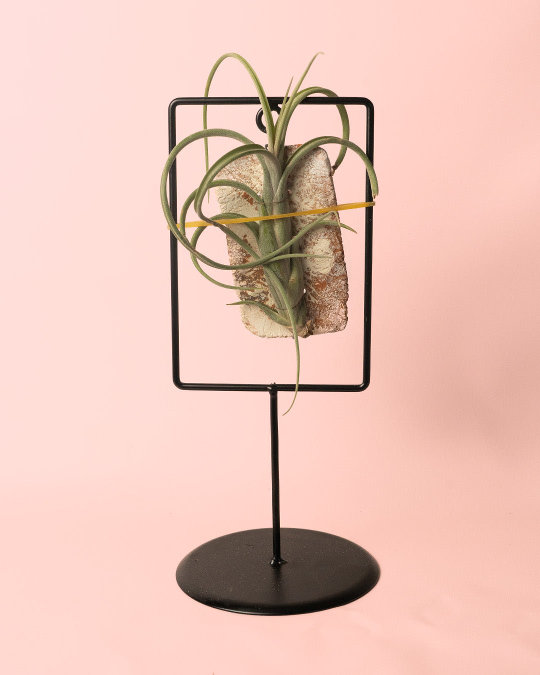 Tillandsias Mix Soporte Decorativo - Pur Plant