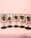 Tillandsias Mix Soporte Decorativo - Pur Plant