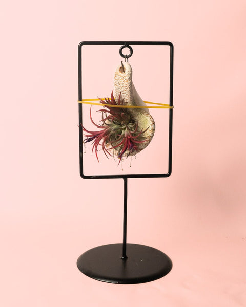 Tillandsias Mix Soporte Decorativo