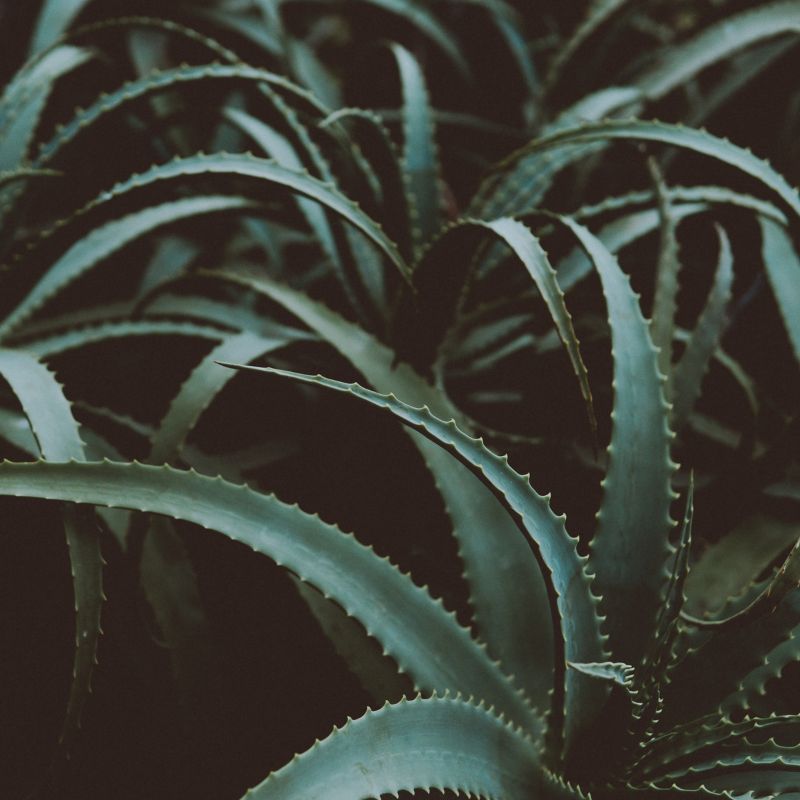 Tipos de Aloe Vera