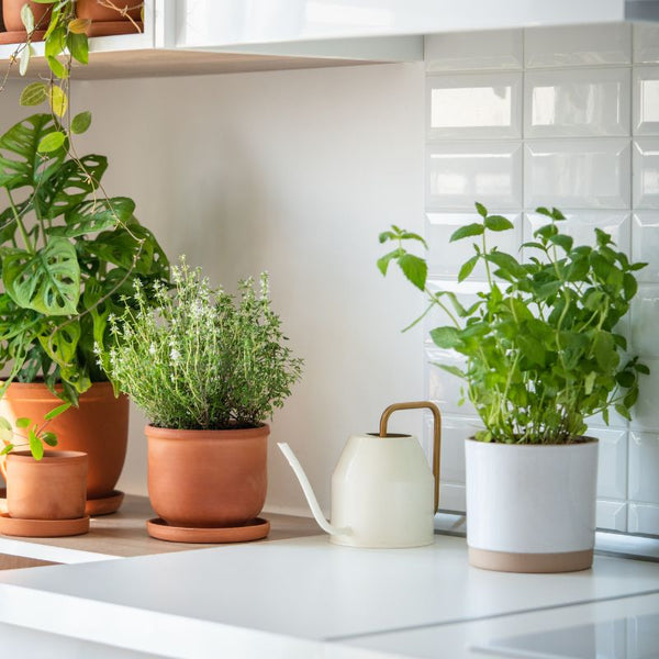 Tipos de Aromáticas