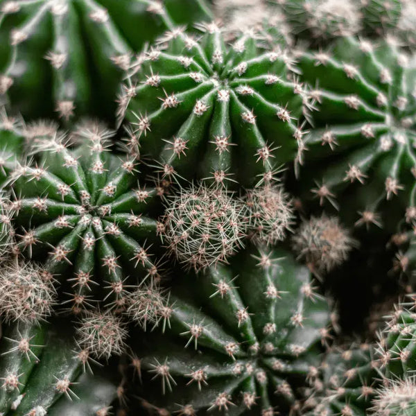 Tipos de Cactus