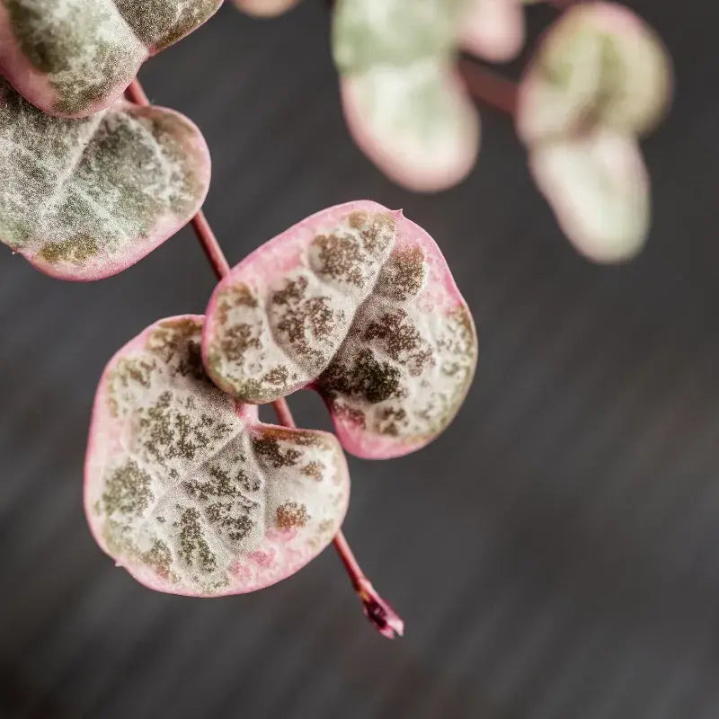 tipos-ceropegia