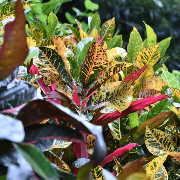 Tipos de Croton