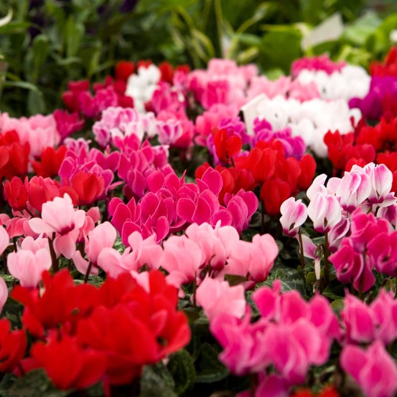 Tipos de Plantas Ciclamen