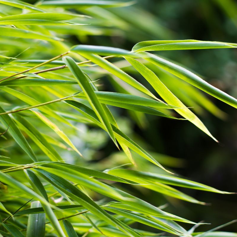 tipos-de-bambu