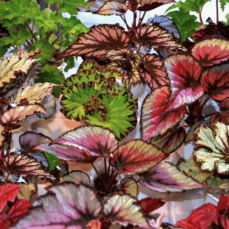 Tipos de Begonia