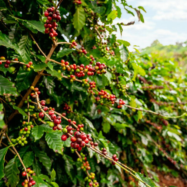 Tipos de Plantas del Café
