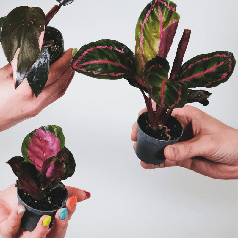 tipos-de-calatheas