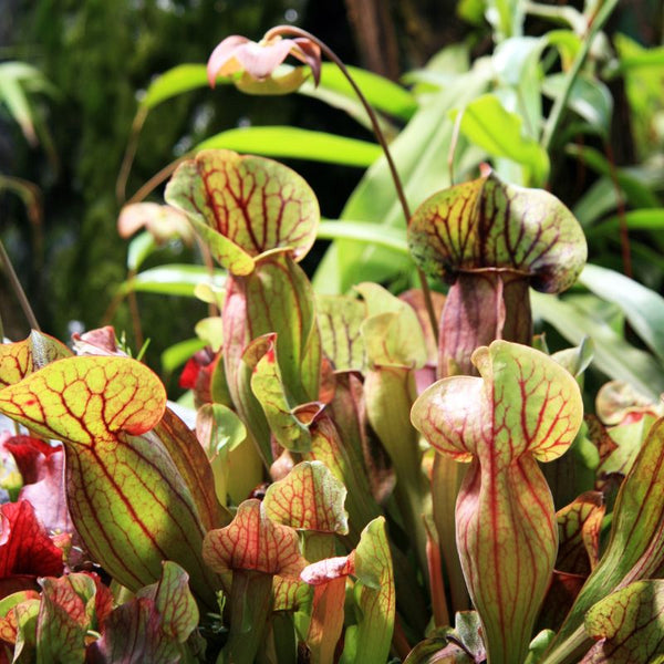 Tipos Plantas Carnívoras