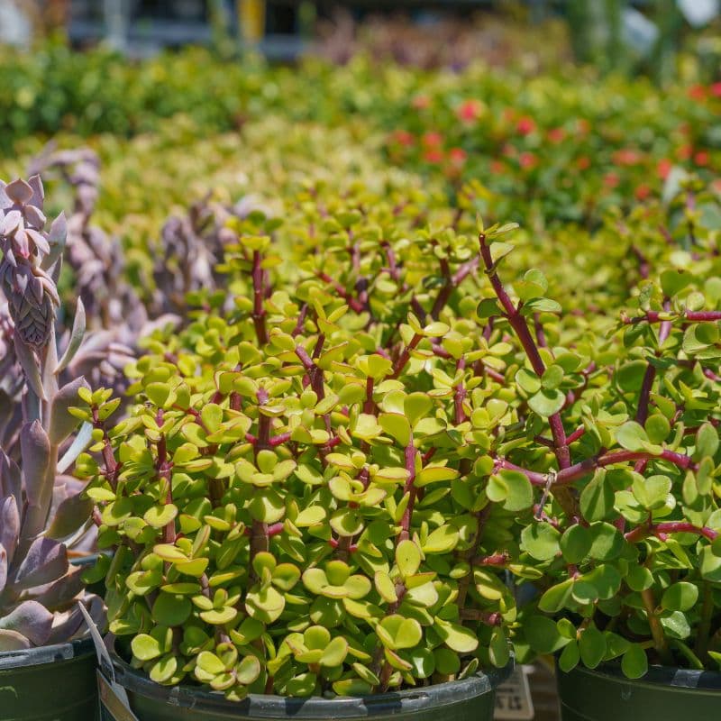 tipos-de-crassula_5