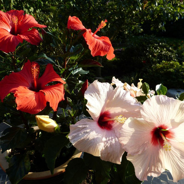 Tipos de Hibiscus